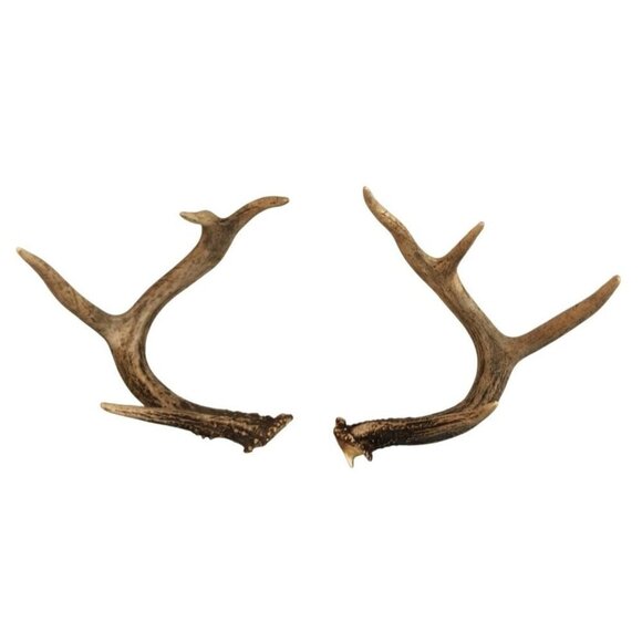 Natural Whitetail Deer Antler Set For Crafts Home Decor & Antler Art 2 Rustic Ca - Picture 1 of 11